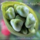 Fiona Apple - Extraordinary Machine - Tekst piosenki, lyrics | Tekściki.pl
