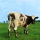 Pink Floyd - Atom Heart Mother - Tekst piosenki, lyrics | Tekściki.pl