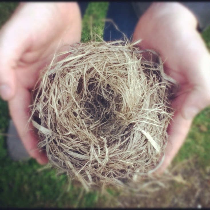 Wild Rose Chance - 2012 Demos - Tekst piosenki, lyrics | Tekściki.pl