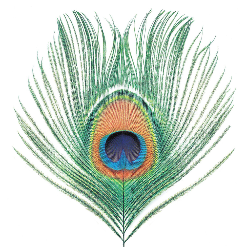 XTC - Apple Venus Volume 1 - Tekst piosenki, lyrics | Tekściki.pl