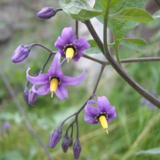 Bella Donna - Sorry - Tekst piosenki, lyrics - teksciki.pl