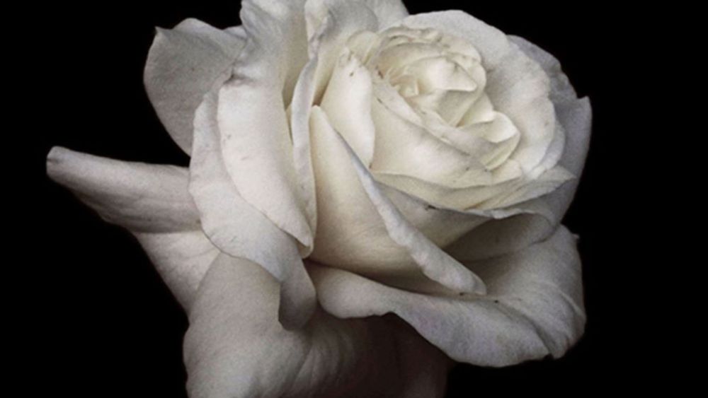 Dark Waves - All Away - Tekst piosenki, lyrics - teksciki.pl