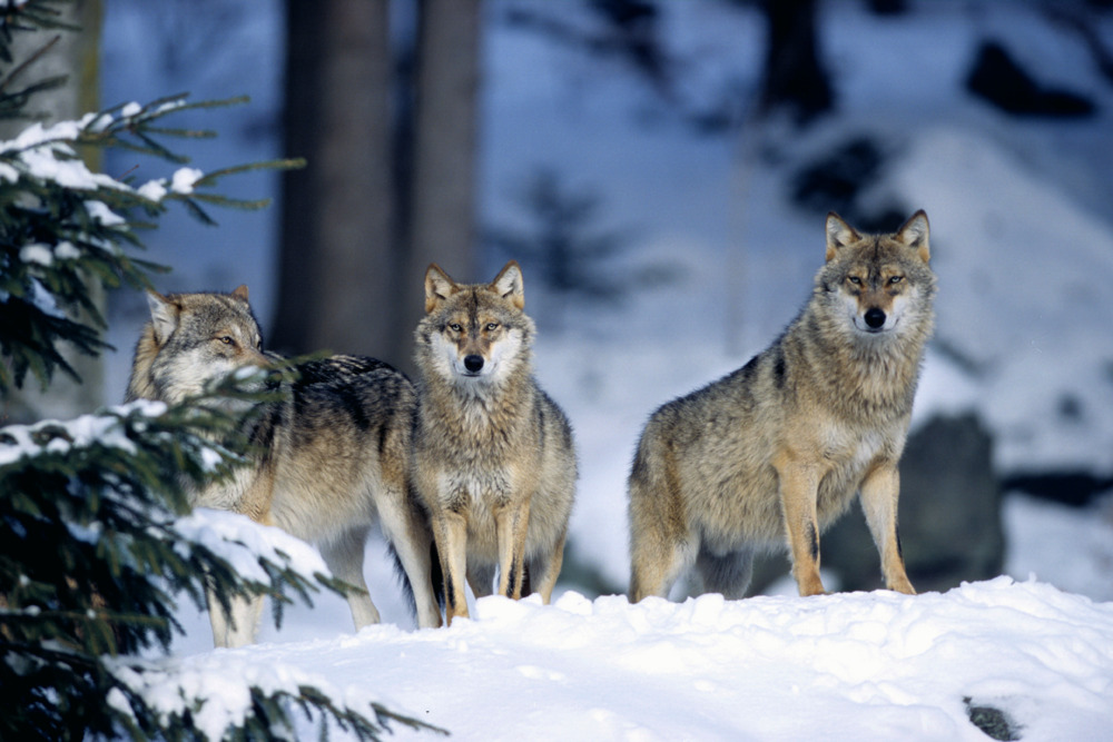 Hologram Lo' - Les loups - Tekst piosenki, lyrics - teksciki.pl