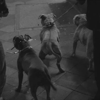 Kollegah - Pitbulls & AKs - Tekst piosenki, lyrics - teksciki.pl