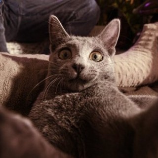 MiłyPan - Ale Kot - Tekst piosenki, lyrics - teksciki.pl