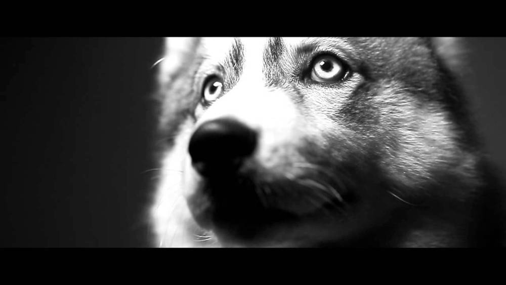 Nusky - Husky - Tekst piosenki, lyrics - teksciki.pl