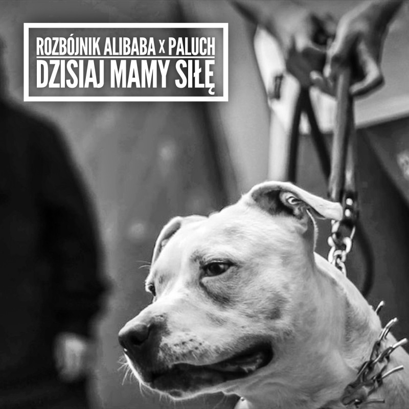 Rozbójnik Alibaba - Dzisiaj Mamy Siłę - Tekst piosenki, lyrics - teksciki.pl