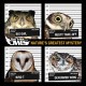 The Four Owls - Much too much - Tekst piosenki, lyrics - teksciki.pl