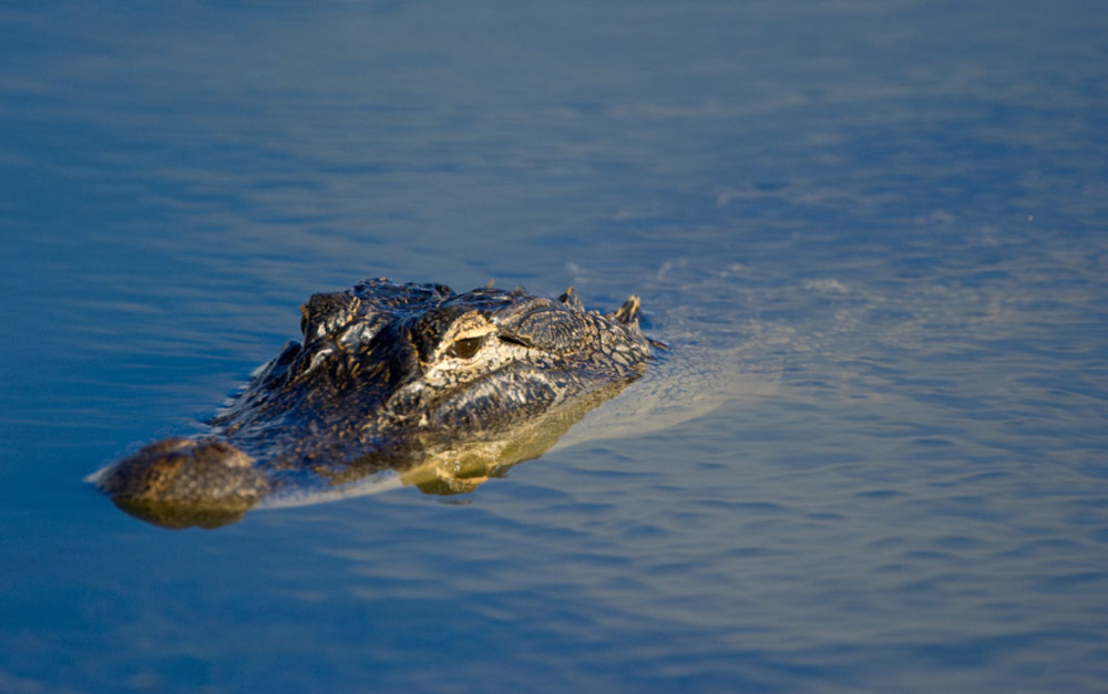 Wrinkle Neck Mules - Okeechobee - Tekst piosenki, lyrics - teksciki.pl